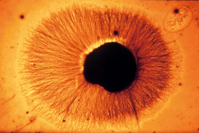 Scopri di più sull'articolo Seminari EBRI – European Brain Research Institute